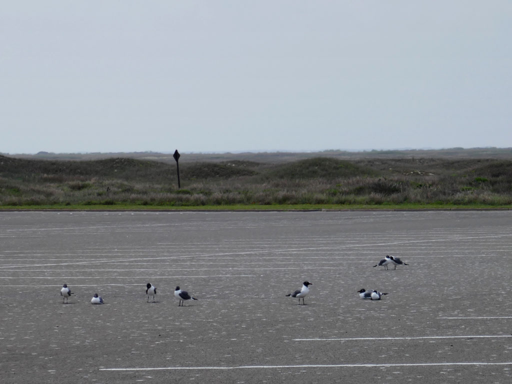 Padre-Island-seaguls-Amerika