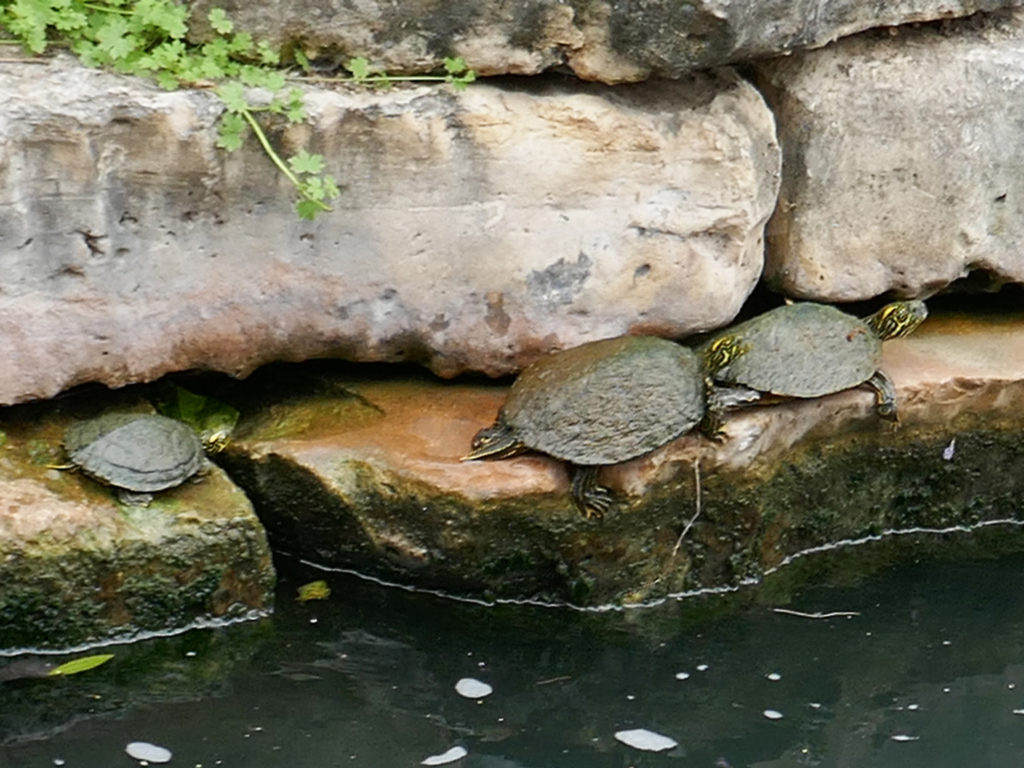 Schildpadden-in-San-Antonio-Texas