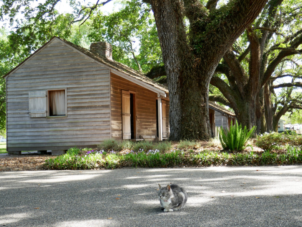 Oak-Alley-plantation-Cat