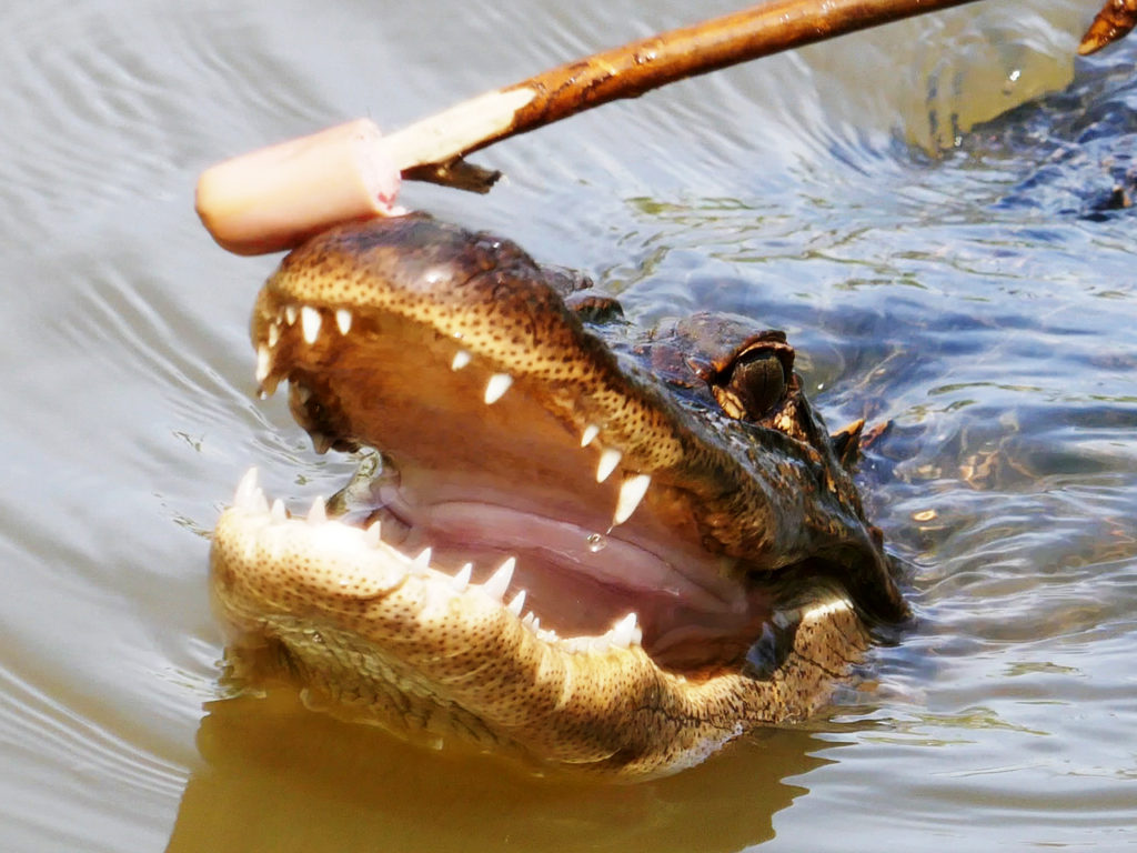 feeding-alligators-honey-island-swamp-tour