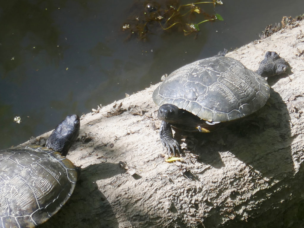 swamp-tour-new-orleans-schildpadden