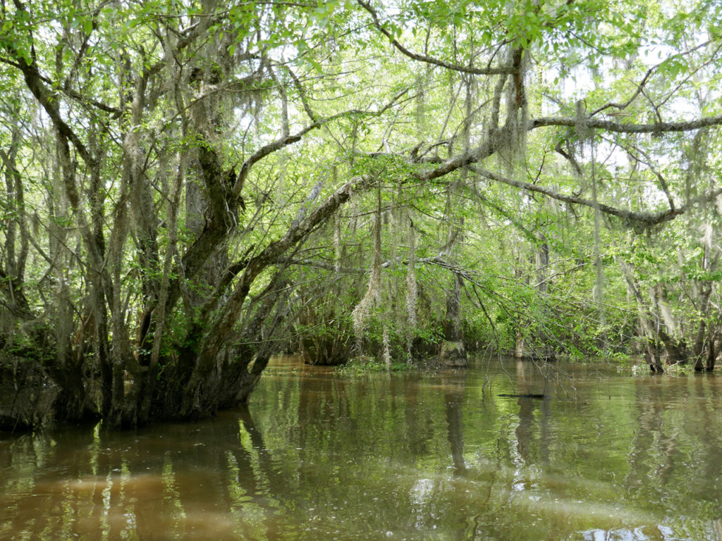swamp-tour-trees