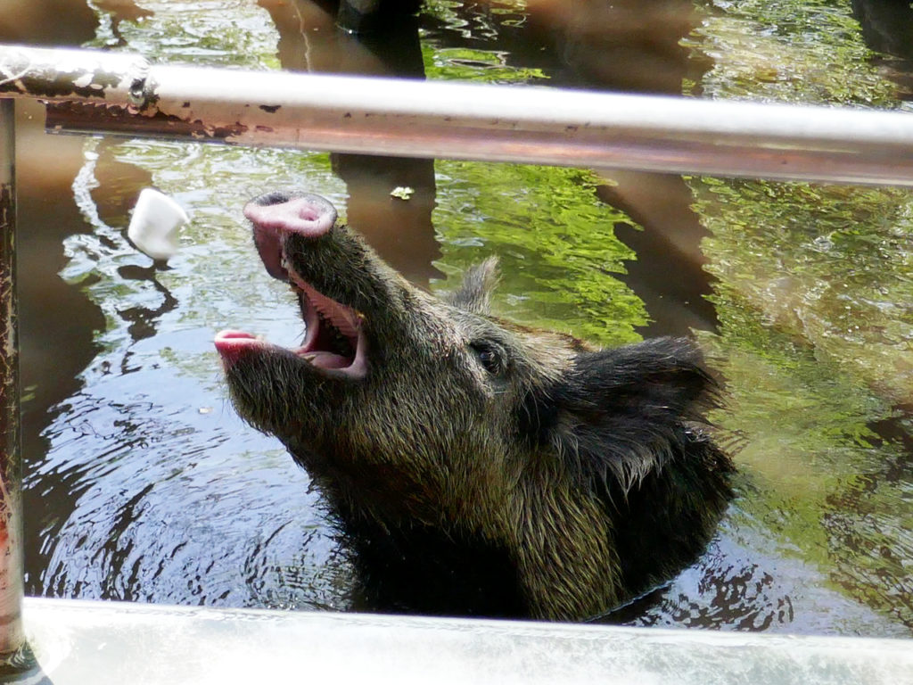 swamp-tour-wild-pigs-feeding