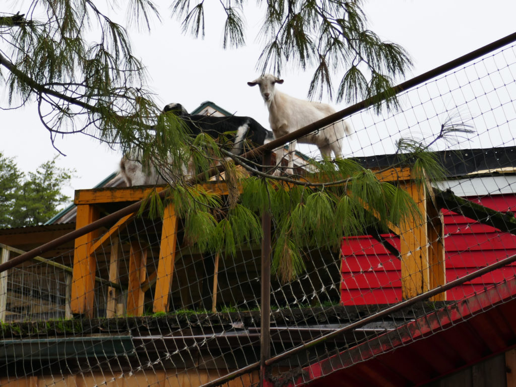 Goats-on-the-roof
