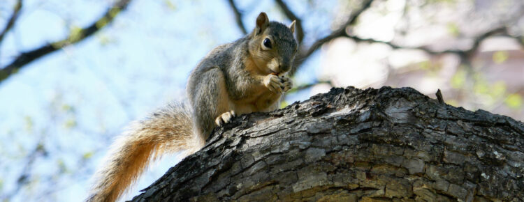 Amerika-dieren-webcam-eekhoorn