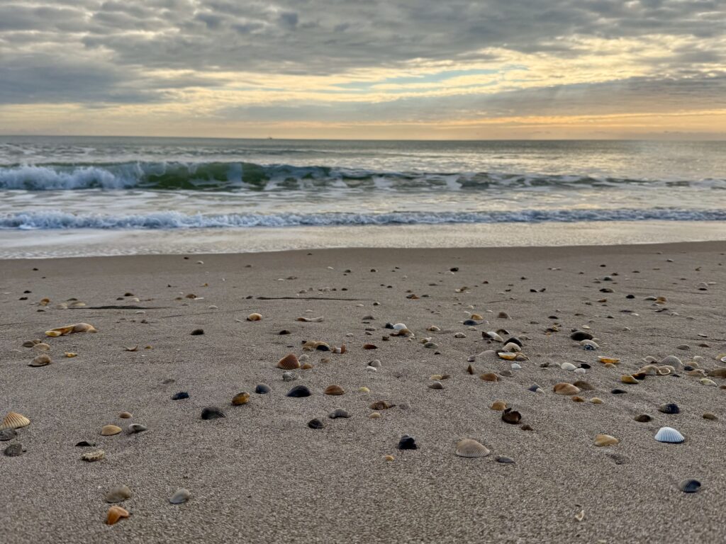 strand van Cocoa beach schelpen zoeken