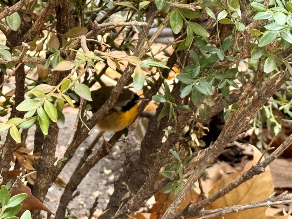 driekleurenvliegevanger vogels in New York Amerika