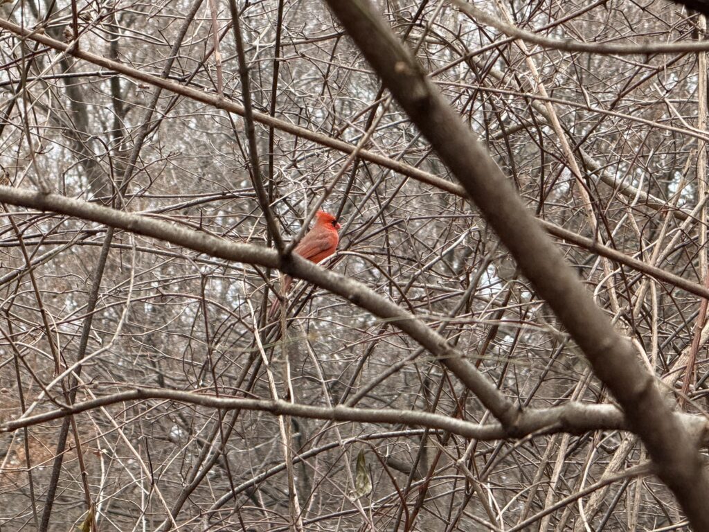 red bird rode vogel in Central Park New York